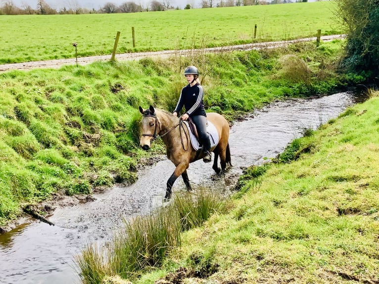 Kuc Connemara Wałach 4 lat 145 cm Bułana in Mountrath