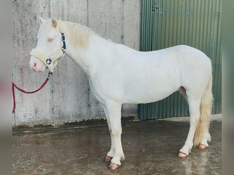 Kuc Connemara Wałach 4 lat 145 cm Cremello in Trebbin
