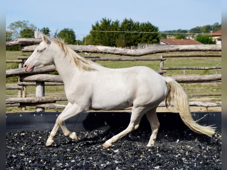 Kuc Connemara Wałach 4 lat 145 cm Cremello in Pisieu