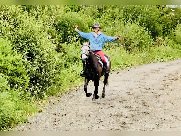 Kuc Connemara Wałach 4 lat 145 cm Siwa in Mountrath