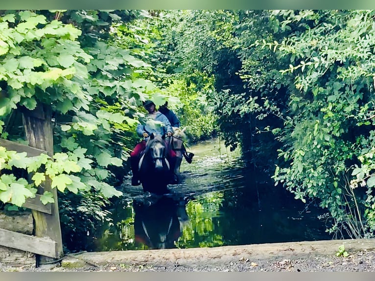 Kuc Connemara Wałach 4 lat 145 cm Siwa in Mountrath