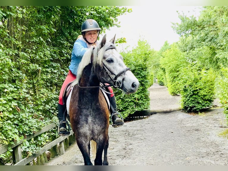 Kuc Connemara Wałach 4 lat 145 cm Siwa in Mountrath