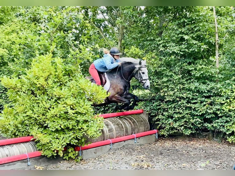 Kuc Connemara Wałach 4 lat 145 cm Siwa in Mountrath