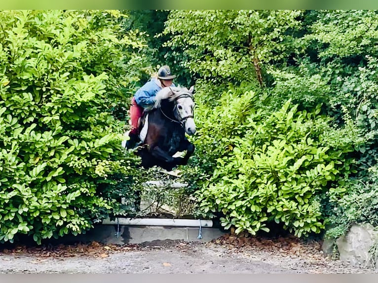 Kuc Connemara Wałach 4 lat 145 cm Siwa in Mountrath