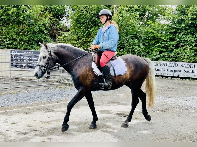Kuc Connemara Wałach 4 lat 145 cm Siwa in Mountrath