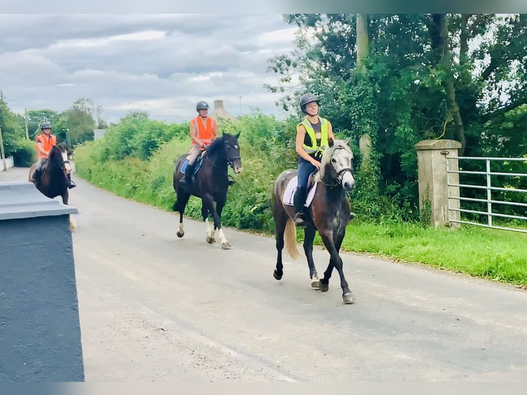 Kuc Connemara Wałach 4 lat 145 cm Siwa in Mountrath