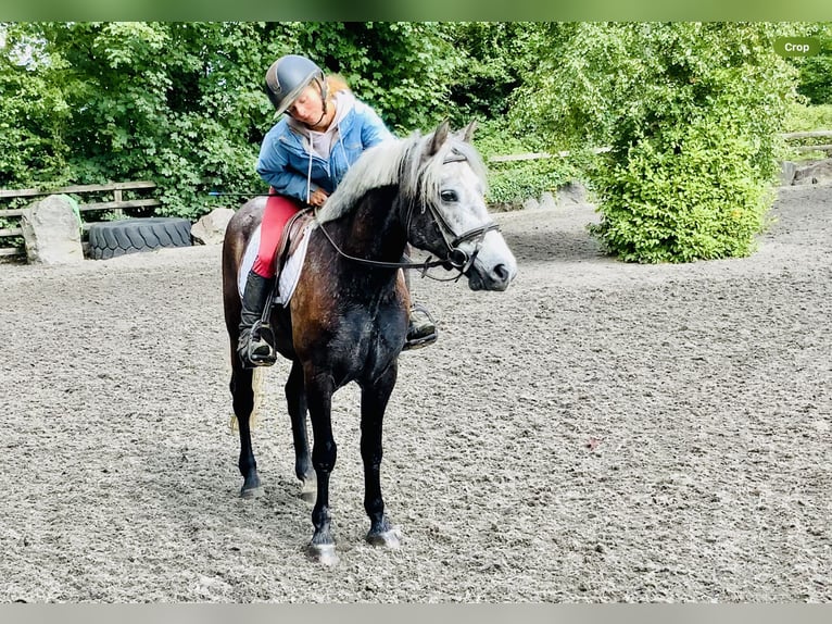 Kuc Connemara Wałach 4 lat 145 cm Siwa in Mountrath