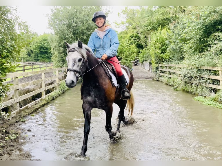 Kuc Connemara Wałach 4 lat 145 cm Siwa in Mountrath