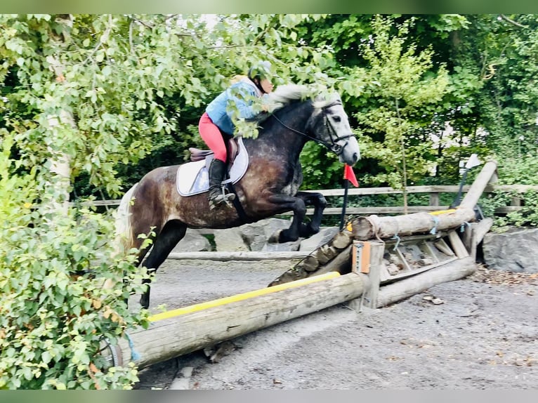 Kuc Connemara Wałach 4 lat 145 cm Siwa in Mountrath