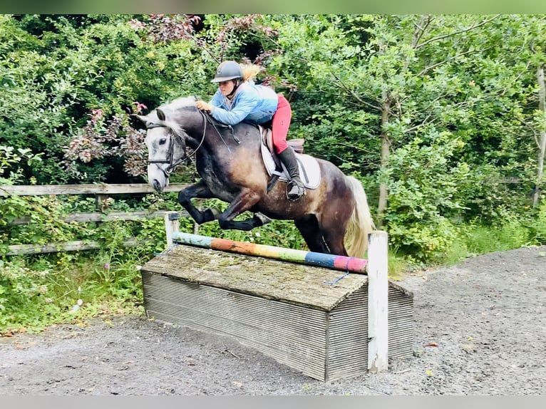 Kuc Connemara Wałach 4 lat 145 cm Siwa in Mountrath