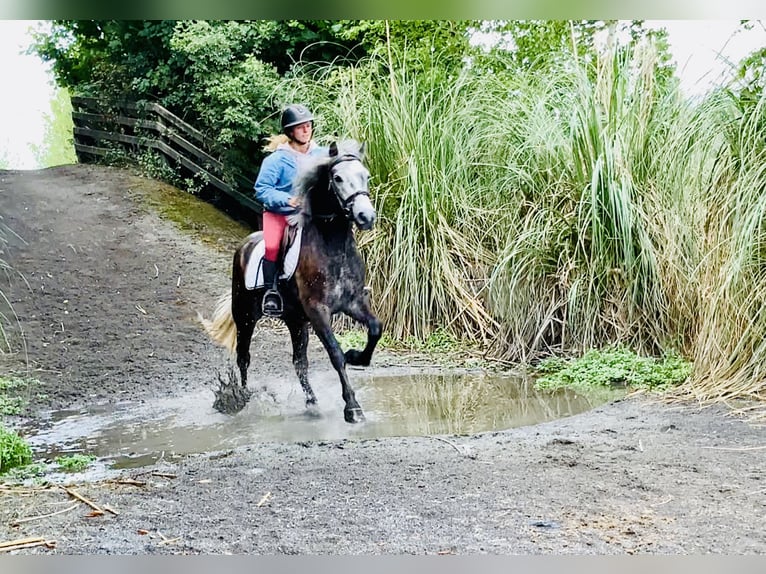 Kuc Connemara Wałach 4 lat 145 cm Siwa in Mountrath
