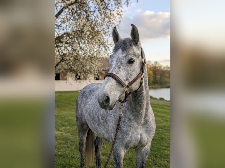 Kuc Connemara Wałach 4 lat 145 cm Siwa in Liege