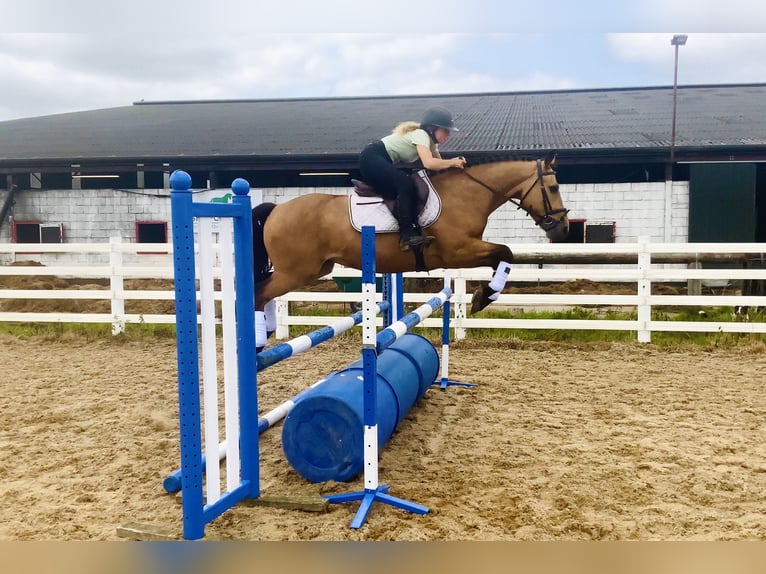 Kuc Connemara Wałach 4 lat 146 cm Bułana in Mountrath