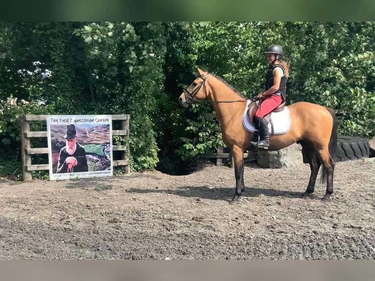 Kuc Connemara Wałach 4 lat 146 cm Bułana in Mountrath