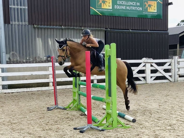 Kuc Connemara Wałach 4 lat 146 cm Bułana in Mountrath