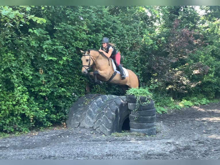 Kuc Connemara Wałach 4 lat 146 cm Bułana in Mountrath
