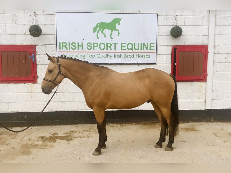 Kuc Connemara Wałach 4 lat 146 cm Bułana in Mountrath