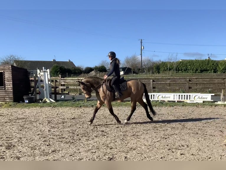 Kuc Connemara Wałach 4 lat 146 cm Bułana in Mountrath