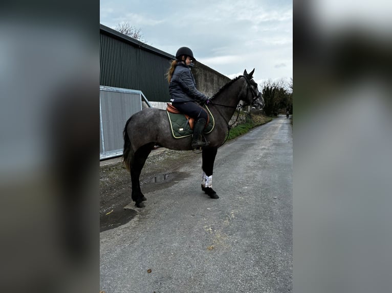 Kuc Connemara Wałach 4 lat 147 cm Siwa in Sligo