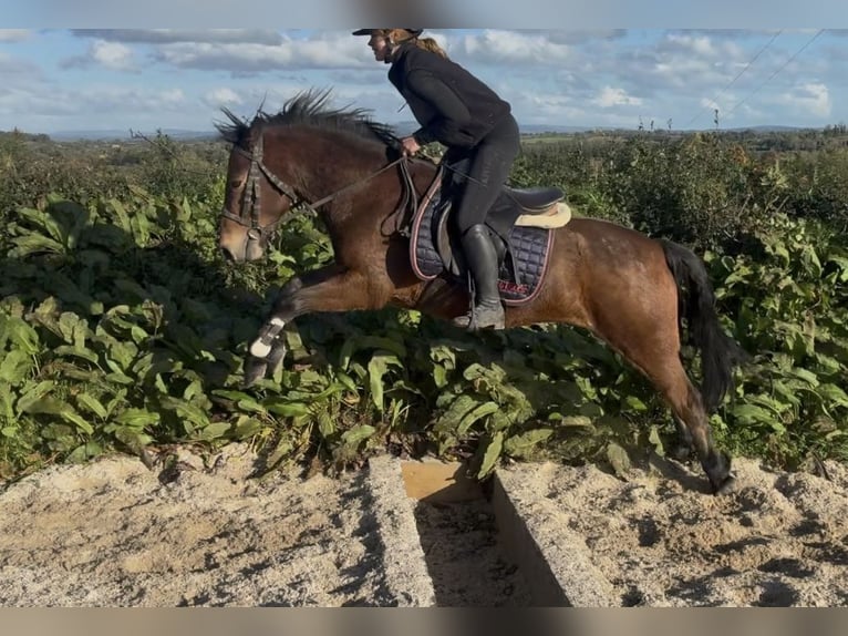 Kuc Connemara Wałach 4 lat 148 cm Karosiwa in Sligo