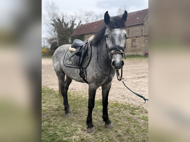 Kuc Connemara Wałach 4 lat 148 cm Siwa jabłkowita in Trebbin