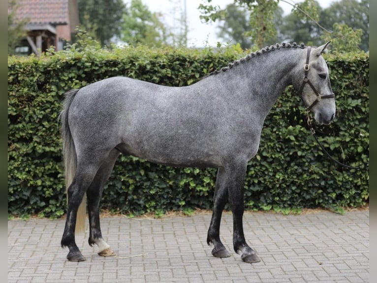 Kuc Connemara Wałach 4 lat 148 cm Siwa in Zieuwent