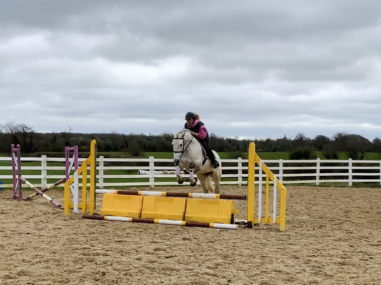 Kuc Connemara Wałach 4 lat 148 cm Siwa in Laois