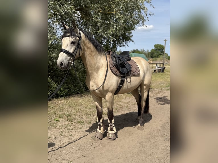 Kuc Connemara Wałach 4 lat 152 cm Bułana in Trebbin