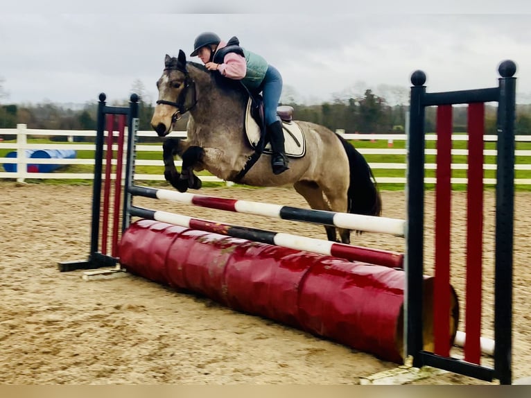 Kuc Connemara Wałach 4 lat 152 cm Bułana in Mountrath