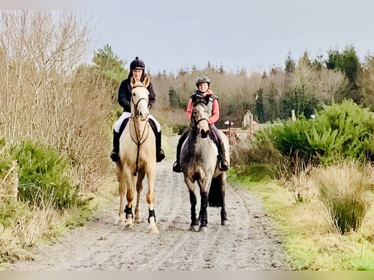 Kuc Connemara Wałach 4 lat 152 cm Bułana in Mountrath