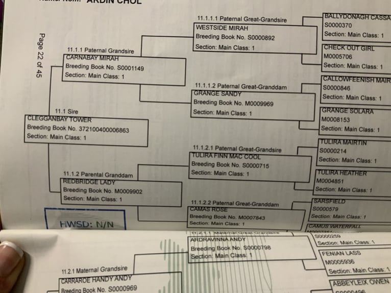 Kuc Connemara Wałach 4 lat 152 cm Bułana in Mountrath