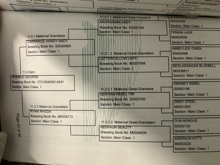 Kuc Connemara Wałach 4 lat 152 cm Bułana in Mountrath