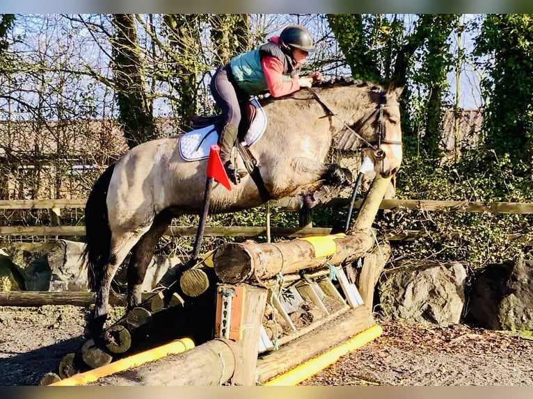 Kuc Connemara Wałach 4 lat 152 cm Bułana in Mountrath