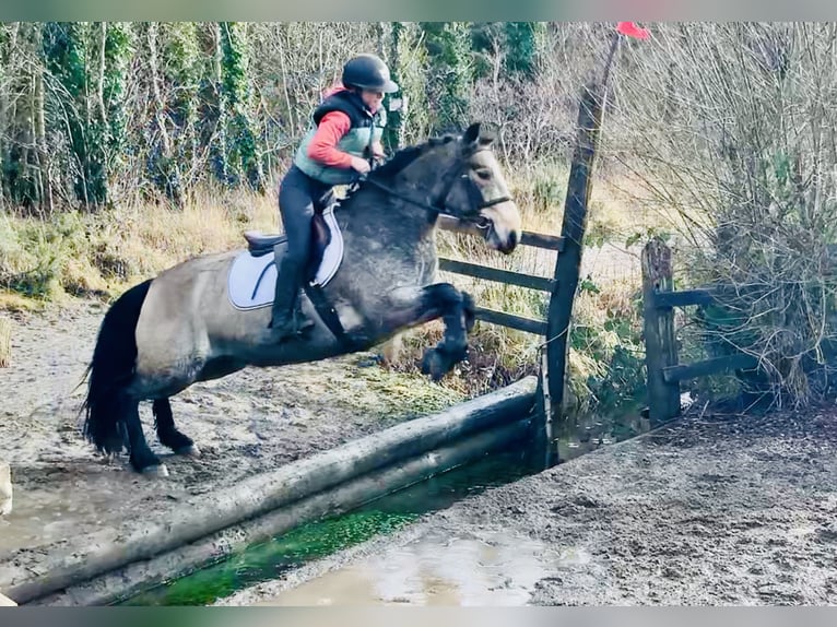 Kuc Connemara Wałach 4 lat 152 cm Bułana in Mountrath