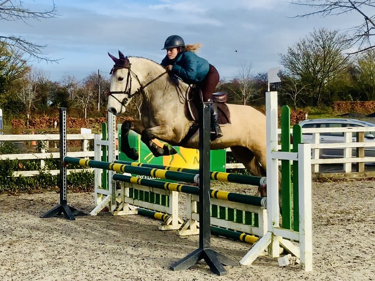 Kuc Connemara Wałach 4 lat 152 cm Bułana in Mountrath