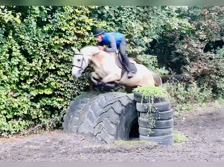 Kuc Connemara Wałach 4 lat 152 cm Bułana in Mountrath