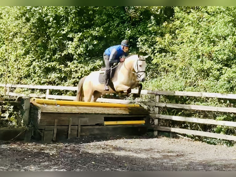 Kuc Connemara Wałach 4 lat 152 cm Bułana in Mountrath