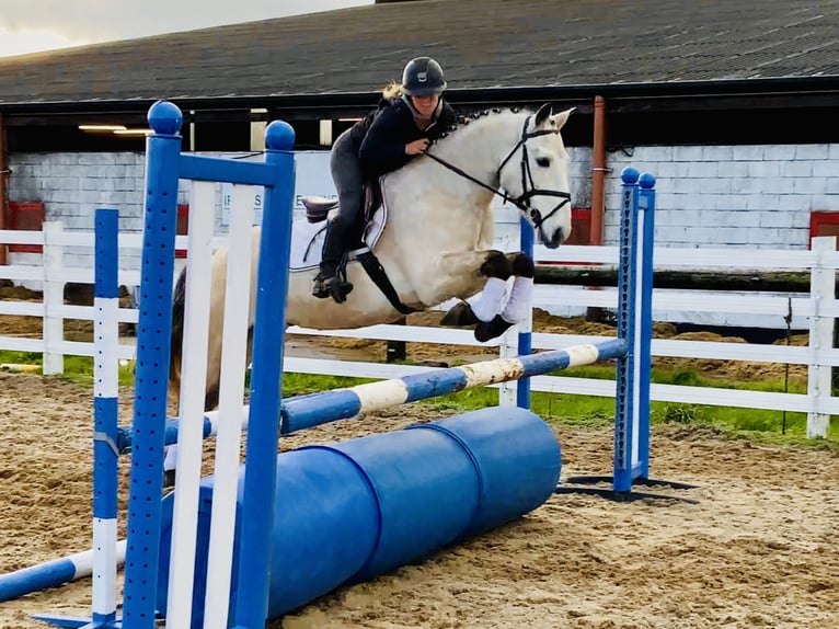 Kuc Connemara Wałach 4 lat 152 cm Bułana in Mountrath