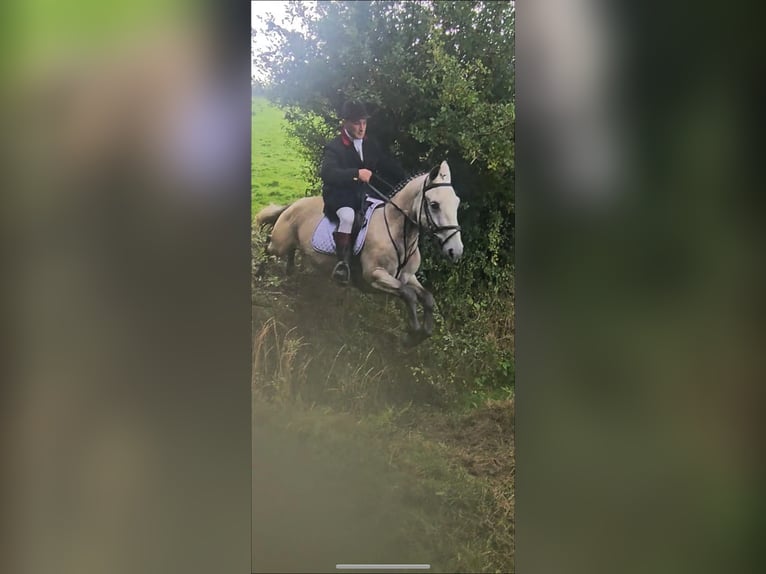 Kuc Connemara Wałach 4 lat 152 cm Bułana in Mountrath