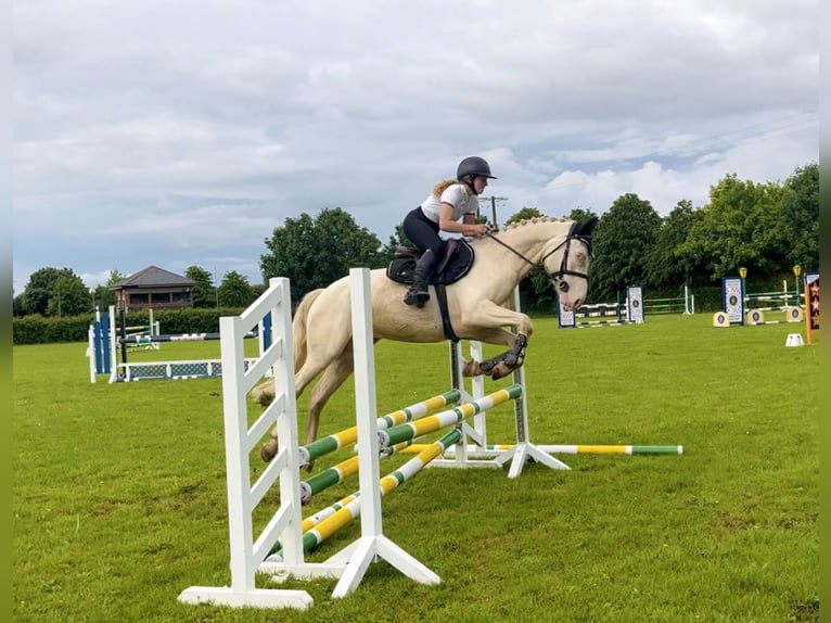 Kuc Connemara Wałach 4 lat 152 cm Cremello in Mountrath, Co. Laois
