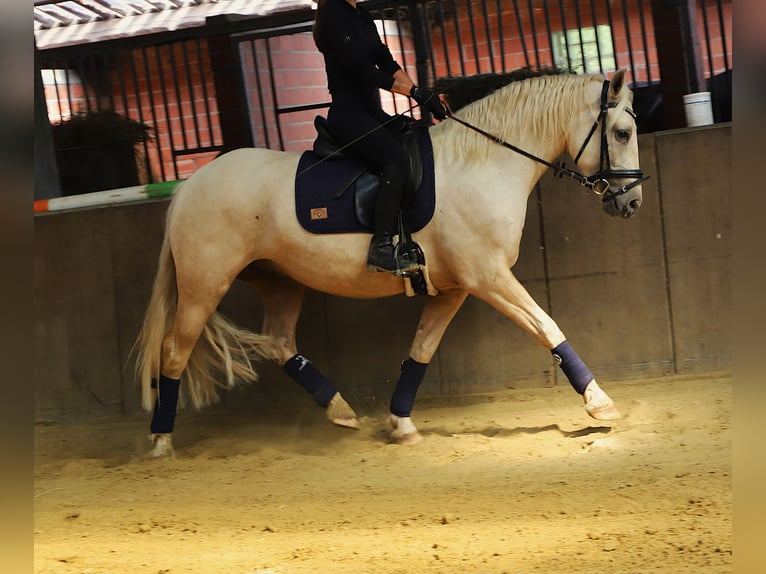Kuc Connemara Mix Wałach 4 lat 152 cm Izabelowata in Uelsen