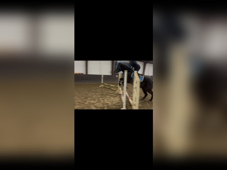 Kuc Connemara Wałach 4 lat 152 cm Siwa jabłkowita in Burgdorf