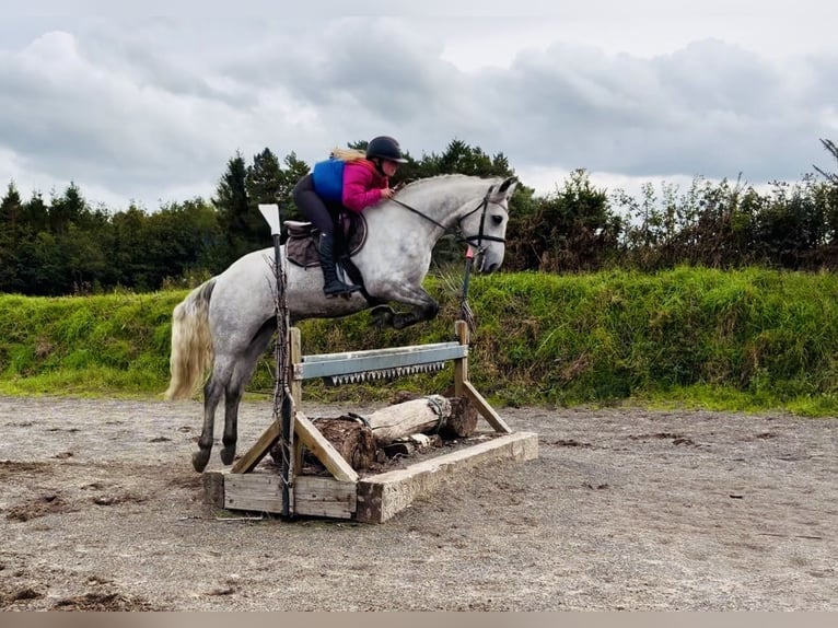 Kuc Connemara Wałach 4 lat 152 cm Siwa jabłkowita in Mountrath, Co. Laois