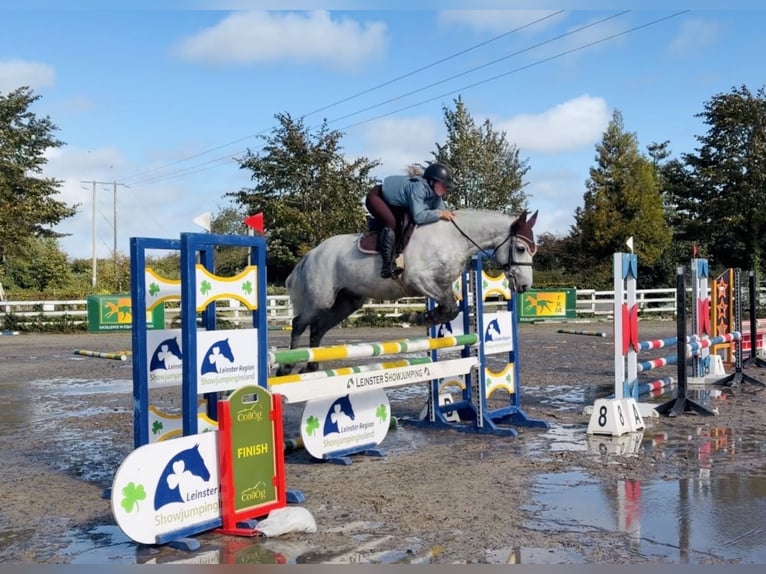 Kuc Connemara Wałach 4 lat 152 cm Siwa jabłkowita in Mountrath, Co. Laois