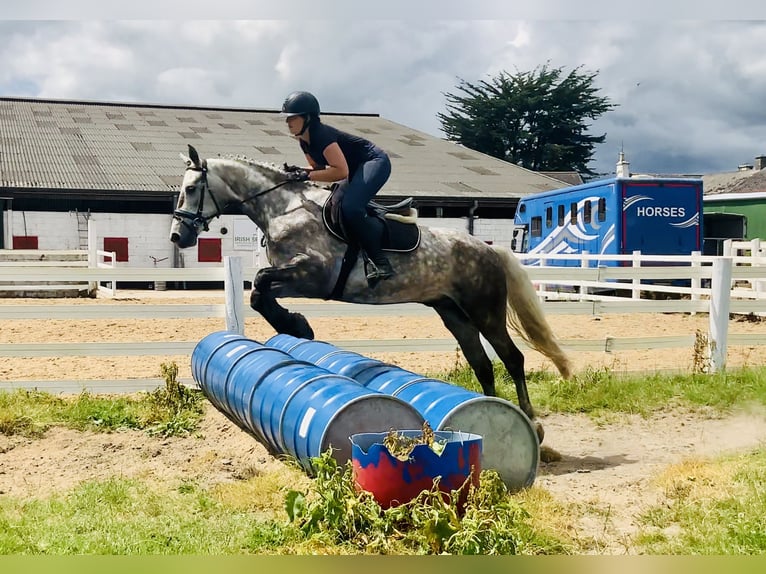 Kuc Connemara Wałach 4 lat 152 cm Siwa jabłkowita in Mountrath