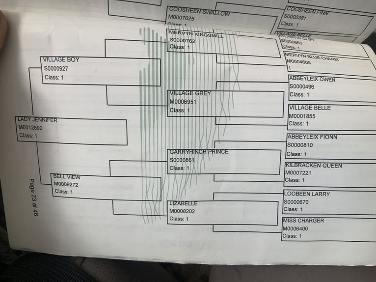 Kuc Connemara Wałach 4 lat 152 cm Siwa jabłkowita in Mountrath