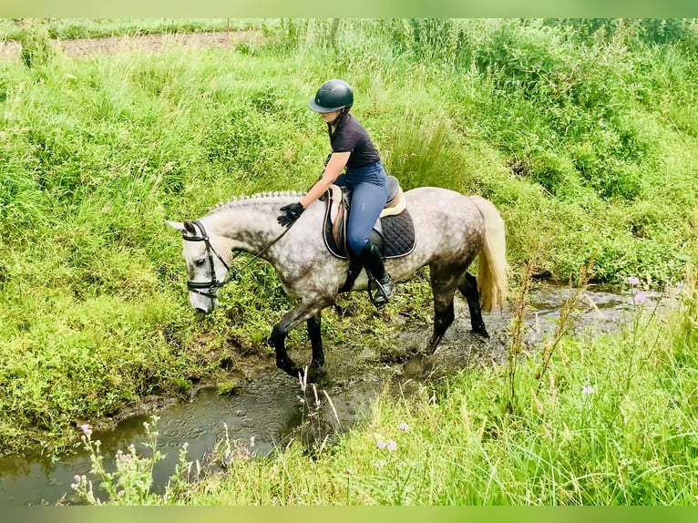 Kuc Connemara Wałach 4 lat 152 cm Siwa jabłkowita in Mountrath