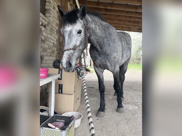 Kuc Connemara Wałach 4 lat 152 cm Siwa jabłkowita in Trebbin