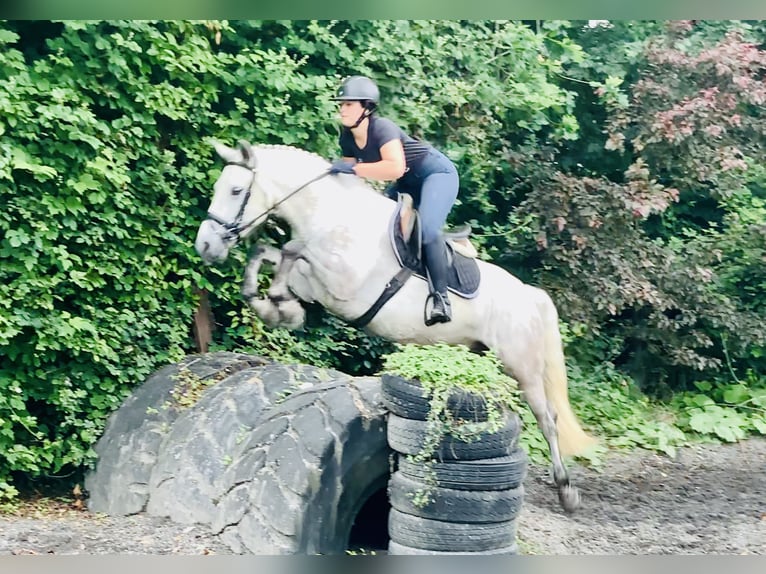 Kuc Connemara Wałach 4 lat 152 cm Siwa in Mountrath