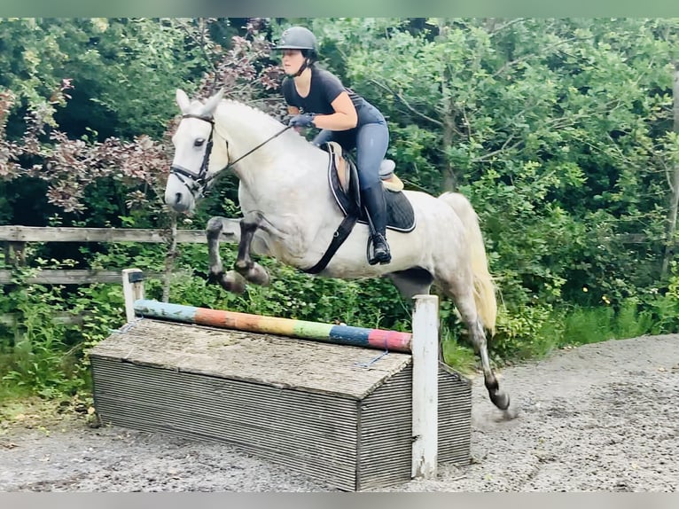 Kuc Connemara Wałach 4 lat 152 cm Siwa in Mountrath